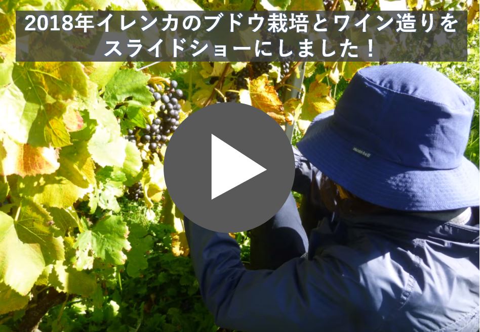 日本ワイン（ピノノワール）とカナダワイン（オカナガンワイン）の 